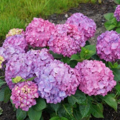 Let's Dance® Rave® Bigleaf Hydrangea -Flower Shop hydrangea lets dance rave 9