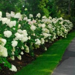 'Limelight' Panicle Hydrangea -Flower Shop hydrangea limelight 10