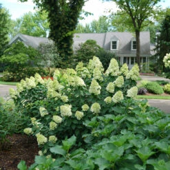 Limelight Prime® Panicle Hydrangea -Flower Shop hydrangea limelight prime 1