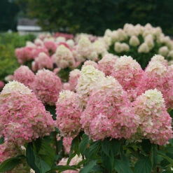 Limelight Prime® Panicle Hydrangea -Flower Shop hydrangea limelight prime 3