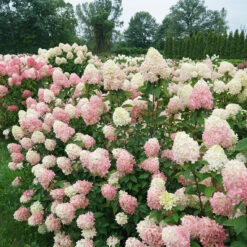 Limelight Prime® Panicle Hydrangea -Flower Shop hydrangea limelight prime 7