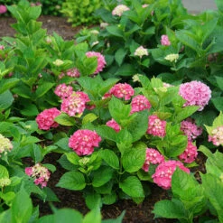 Let's Dance Big Band® Bigleaf Hydrangea 6 Let's Dance Big Band® Bigleaf Hydrangea -Flower Shop hydrangea macrophylla lets dance big band 3