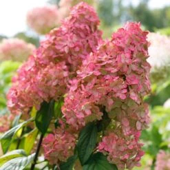 Fire Light® Panicle Hydrangea -Flower Shop hydrangea paniculata fire light 3 sw