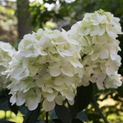 Fire Light® Panicle Hydrangea -Flower Shop hydrangea paniculata fire light 4 sw