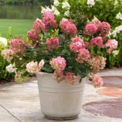 Fire Light® Panicle Hydrangea -Flower Shop hydrangea paniculata fire light 5 sw