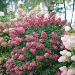 Fire Light® Panicle Hydrangea -Flower Shop hydrangea paniculata fire light 6 sw