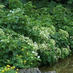 Climbing Hydrangea -Flower Shop hydrangea petiolaris 3 sw