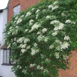 Climbing Hydrangea -Flower Shop hydrangea petiolaris 4 sw