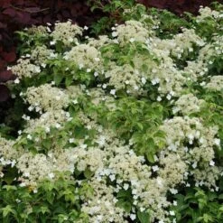 Climbing Hydrangea -Flower Shop hydrangea petiolaris 5 sw