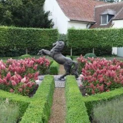 Pinky Winky® Panicle Hydrangea -Flower Shop hydrangea pinky winky 3