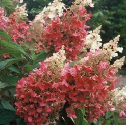 Pinky Winky® Panicle Hydrangea -Flower Shop hydrangea pinky winky 4