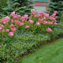 Vanilla Strawberry® Panicle Hydrangea -Flower Shop hydrangea vanilla strawberry 10