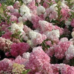 Vanilla Strawberry® Panicle Hydrangea -Flower Shop hydrangea vanilla strawberry 3