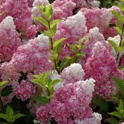 Vanilla Strawberry® Panicle Hydrangea -Flower Shop hydrangea vanilla strawberry 6