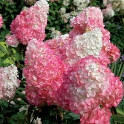 Vanilla Strawberry® Panicle Hydrangea -Flower Shop hydrangea vanilla strawberry 7