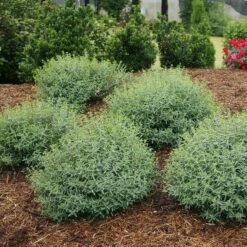 Blues Festival® St. John's Wort -Flower Shop hypericum blues festival 3 sw