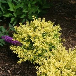 Brass Buckle® Japanese Holly -Flower Shop ilex brass buckle 3 sw