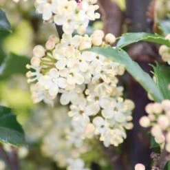 Castle Wall® Blue Holly -Flower Shop ilex castle wall 3 sw