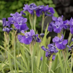 'Ruffled Velvet' Siberian Iris -Flower Shop iris ruffled velvet 2 P