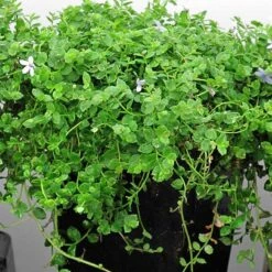 Blue Star Creeper (Isotoma Fluviatilis) -Flower Shop isotoma fluviatilis blue star creeper 4