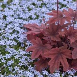 Blue Star Creeper (Isotoma Fluviatilis) -Flower Shop isotoma fluviatilis blue star creeper 6