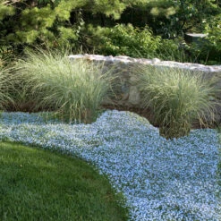 Blue Star Creeper (Isotoma Fluviatilis) -Flower Shop isotoma fluviatilis blue star creeper 7