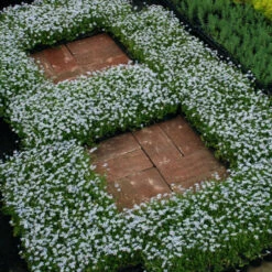 Blue Star Creeper (Isotoma Fluviatilis) -Flower Shop isotoma fluviatilis blue star creeper 8