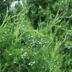 Gin Fizz® Juniper -Flower Shop juniperus gin fizz 3 sw