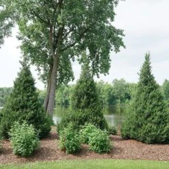 Gin Fizz® Juniper -Flower Shop juniperus gin fizz 4 sw