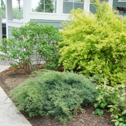 Montana Moss® Juniper 6 Montana Moss® Juniper -Flower Shop juniperus montana moss 3