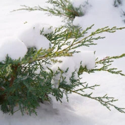 Montana Moss® Juniper 7 Montana Moss® Juniper -Flower Shop juniperus montana moss 4
