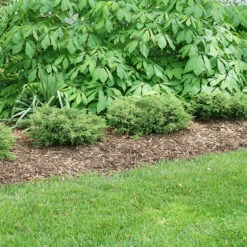 Tortuga® Juniper -Flower Shop juniperus tortuga 3