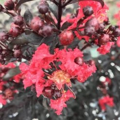 Center Stage® Red Crapemyrtle -Flower Shop lagerstroemia center stage red 3 sw