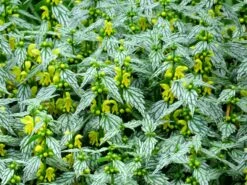 'Hermann's Pride' Spotted Dead-Nettle -Flower Shop lamiastrum hermanns pride 4 sw