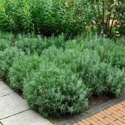 'Hidcote' Lavender -Flower Shop lavender hidcote 6 sw