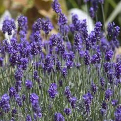'Hidcote' Lavender -Flower Shop lavender hidcote 8 sw