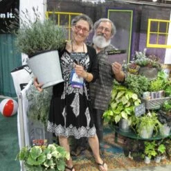 Phenomenal® Lavender -Flower Shop lavender phenomenal 3