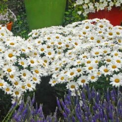 Mother's Day Collection -Flower Shop leucanthemum daisy may shasta daisy 2