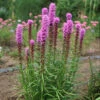 'Kobold' Blazing Star