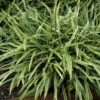 Silver Dragon Variegated Lilyturf