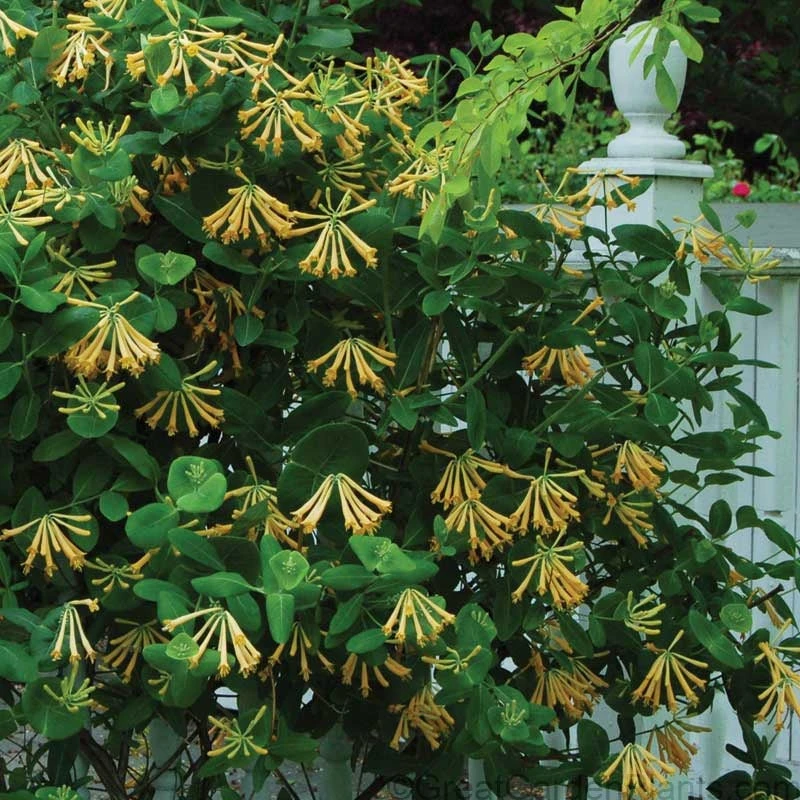 'John Clayton' Honeysuckle Vine 1 'John Clayton' Honeysuckle Vine