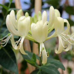 'Scentsation' Honeysuckle Vine -Flower Shop lonicera scentsation honeysuckle 4