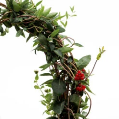 'Scentsation' Honeysuckle Vine -Flower Shop lonicera scentsation honeysuckle 5