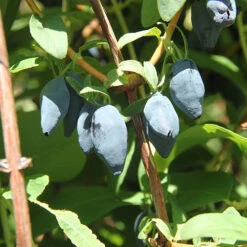 Yezberry® Maxie™ Japanese Haskap -Flower Shop lonicera yezberry maxie 3 P