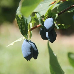Yezberry Sugar Pie® Japanese Haskap