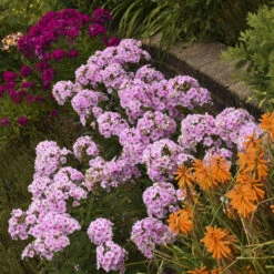Luminary™ 'Opalescence' Phlox -Flower Shop luminary opalescence phlox 3
