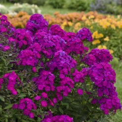 Luminary™ 'Ultraviolet' Tall Garden Phlox -Flower Shop luminary ultraviolet phlox 3