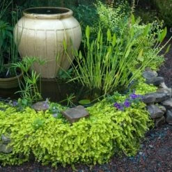 Yellow Creeping Jenny -Flower Shop lysimachia aurea creeping jenny 3