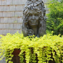 Yellow Creeping Jenny -Flower Shop lysimachia aurea creeping jenny 8