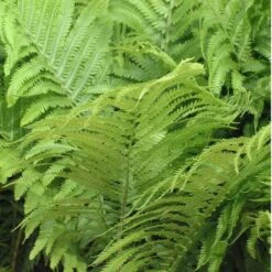 Ostrich Fern -Flower Shop matteuccia struthiopteris ostrich fern 2 sw